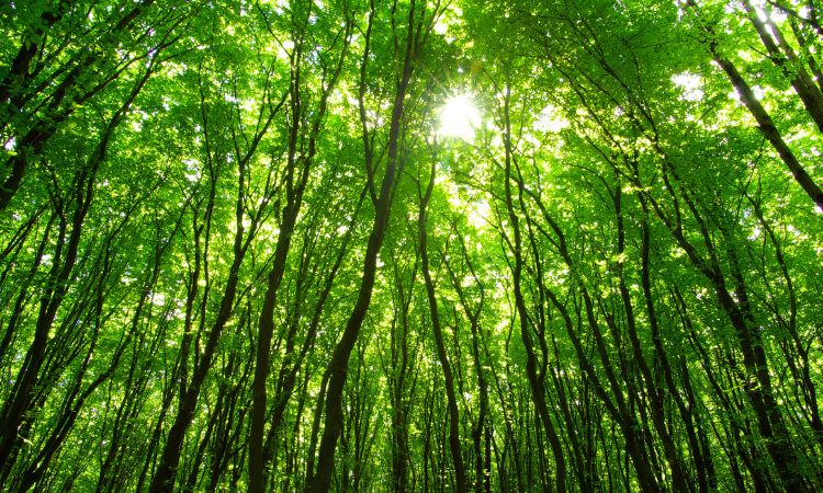 Green cleanrooms: can energy efficiency and contamination control coexist?